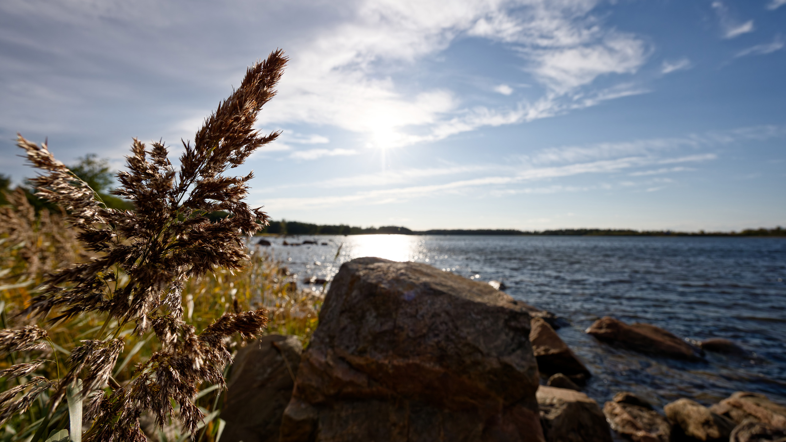 Schilfrohr am Strand bei Långsand, Schweden 2024
